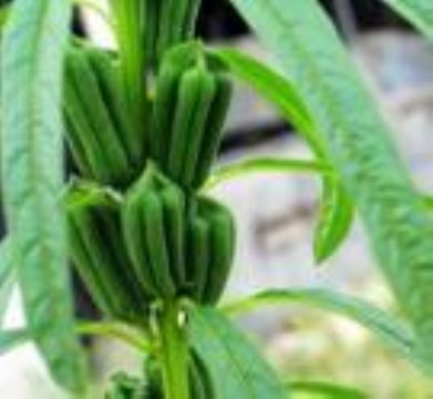 番茄紅素價格_番茄紅素_陜西西安市番茄紅素生產(chǎn)供應(yīng)商_植物提取物盡在搜了網(wǎng)