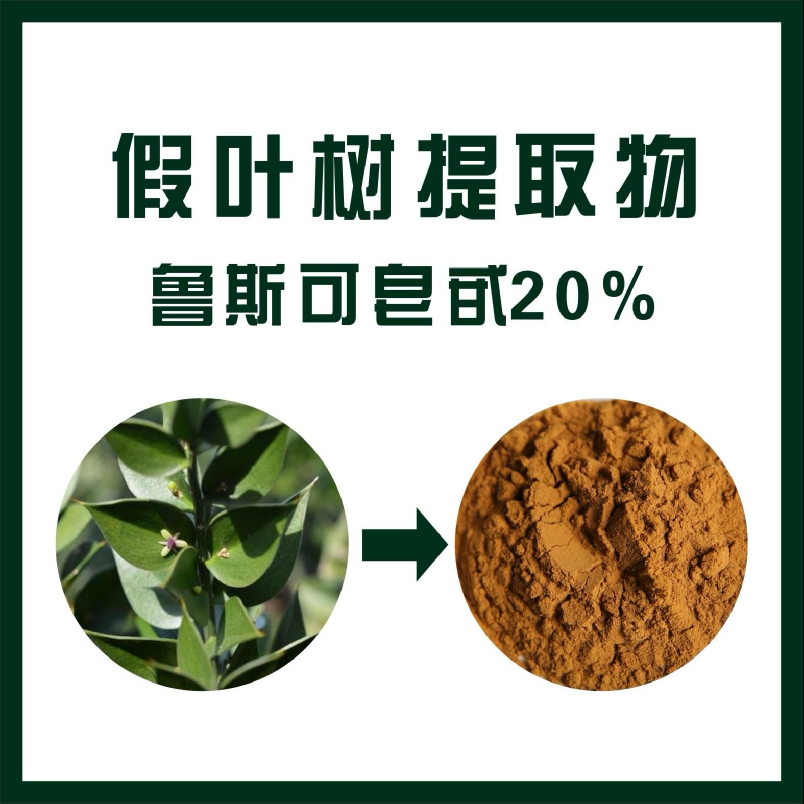 假葉樹提取物 魯斯可皂甙 純植物提取 優(yōu)質(zhì)植物提取物產(chǎn)品天域魯斯可