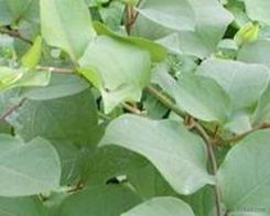 植物提取物批發(fā) 可靠的植物提取物廠家貨源 供應(yīng)信息